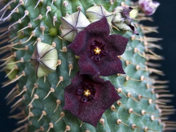 http://www.cloudjungle.com/cloudjungle/Asclepiadaceae/Trichocaulon/Trichocaulon officinalis flower.jpg